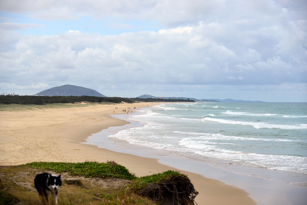 North Shore Off Leash Dog Beach Mudjimba  Must Do Brisbane
