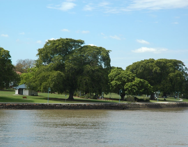 Orleigh park seen from opposite bank of the Brisbane River