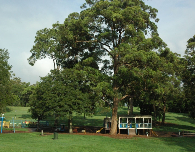 Large tree in Anzac Park and children's playground