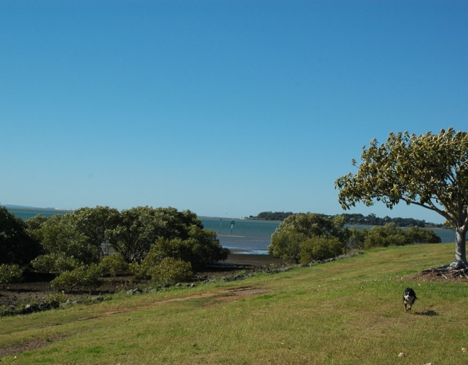 Dog running in park with bay views in Aquatic Paradise Dog Park Birkdale