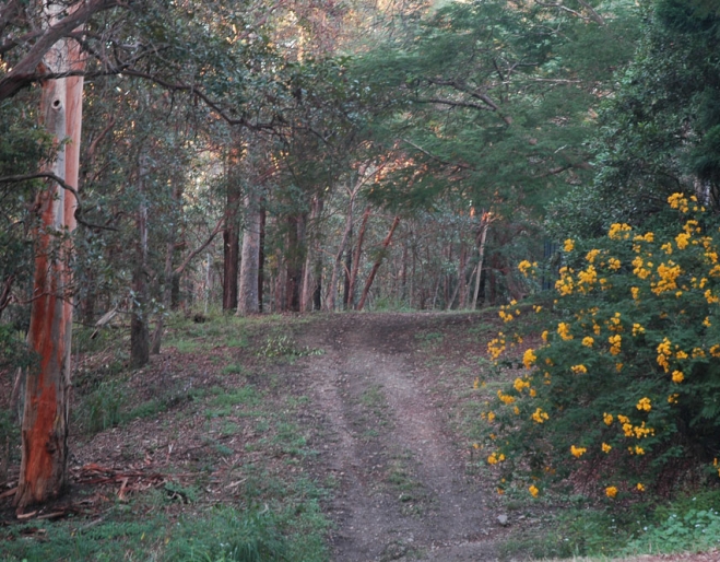 Bush track and yellow flowering bush inside Banks St Reserve in Newmarket
