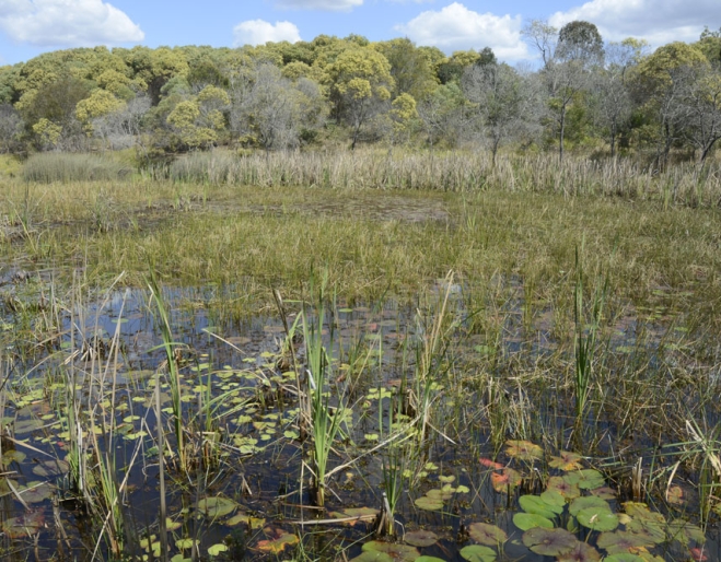 Wetland and busg inside Berrinba Wetlands Browns Plains in Logan