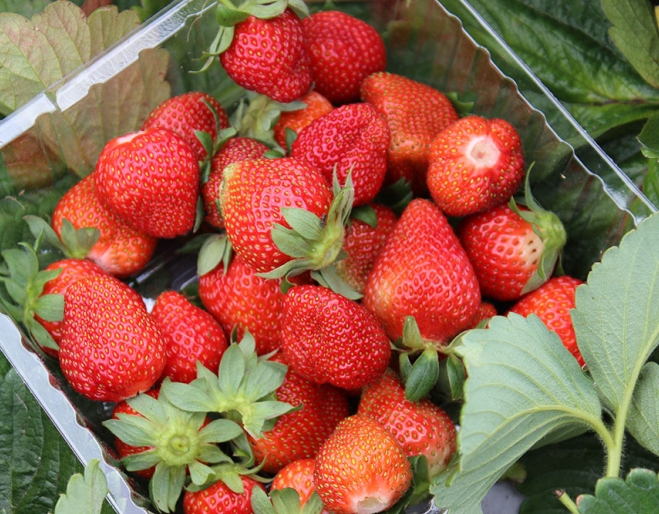 Tub of strawberries at Chambers Flat Strawberry Farm