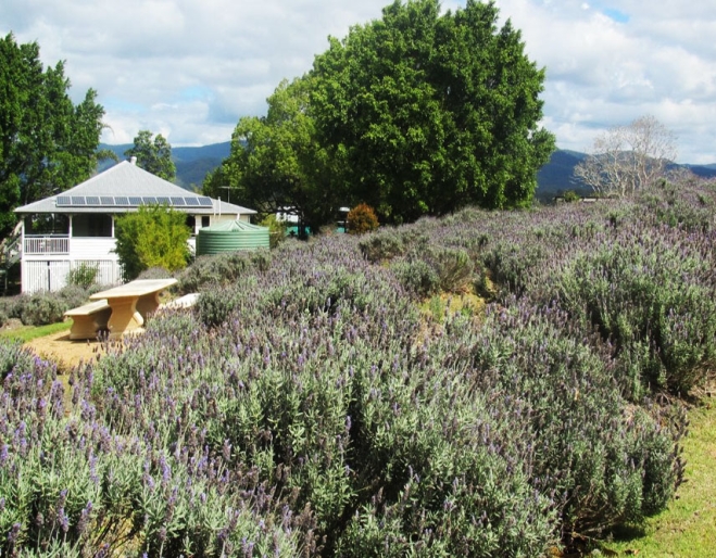 Blue Ridge Lavender Farm and Retreat Dayboro 