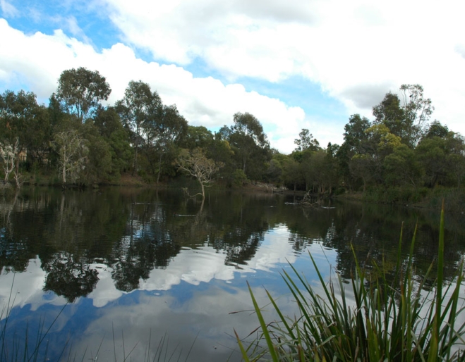 Wetland lake pond and bush inside Bowie’s Flat Wetland in Coorparoo