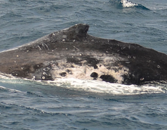 Humpback Whale in Moreton Bay as seen from Brisbane Whale Watching boat