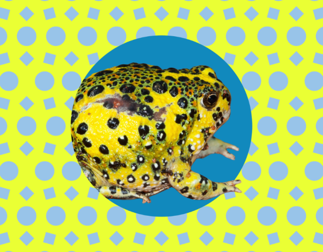 Science Night - Amphibians with Dr Ian Brennan