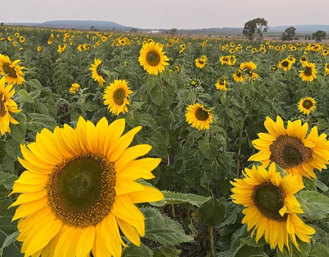 Sunflower fields at Warraba Sunflowers