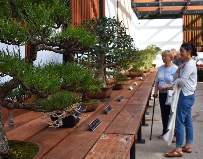 Bonsai House At Mt Coot-Tha Botanic Gardens In Toowong, Brisbane | Must Do  Brisbane