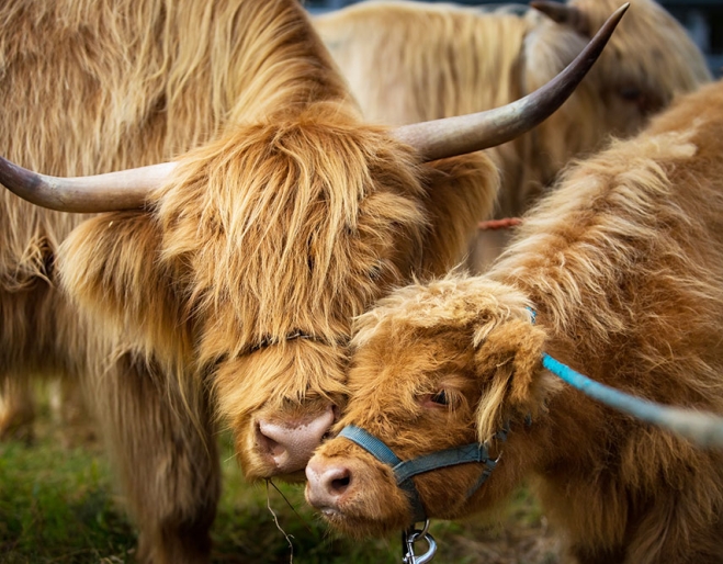 Highland Cows CelticFest