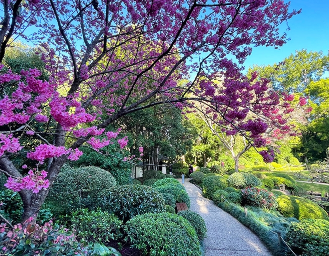 Cherry Blossoms, Japanese Gardens, Mt Coot-tha Botanic Gardens
