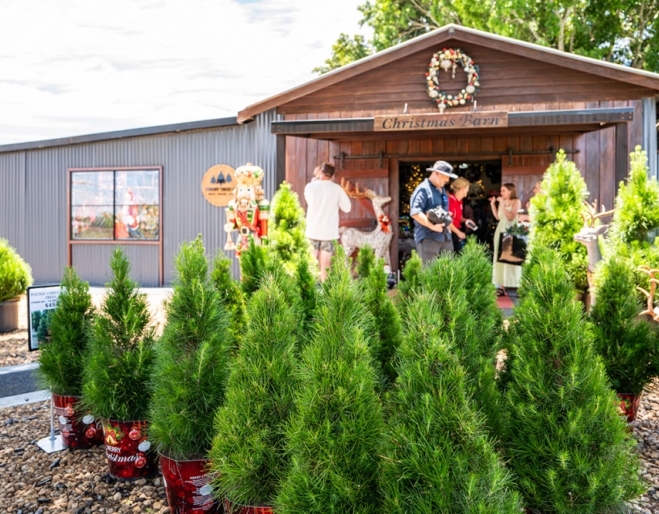 Christmas trees at Chrissy Trees 4 U