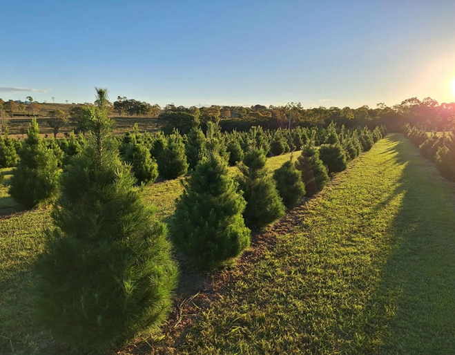 Christmas trees in  field
