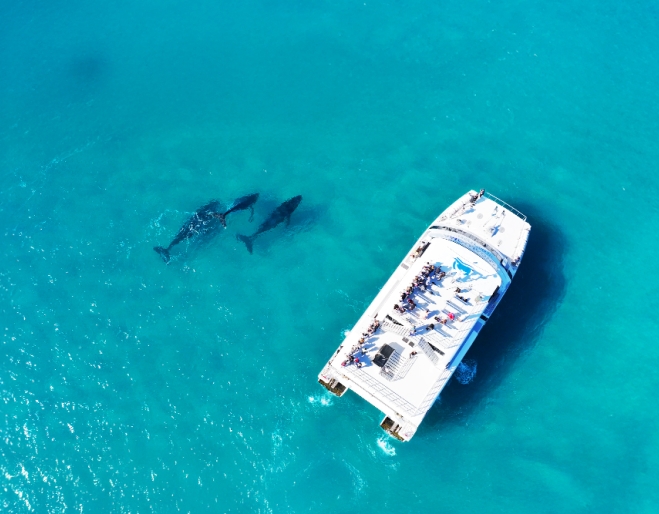 Whale Watching Tangalooma Island Resort