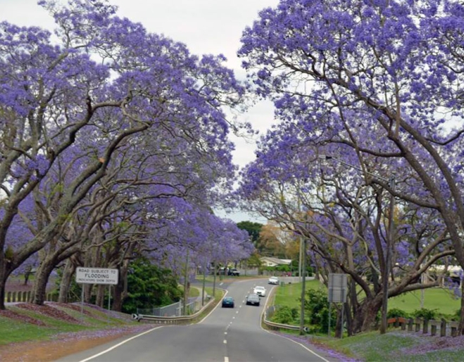 Entry to Goodna Jacaranda Festival