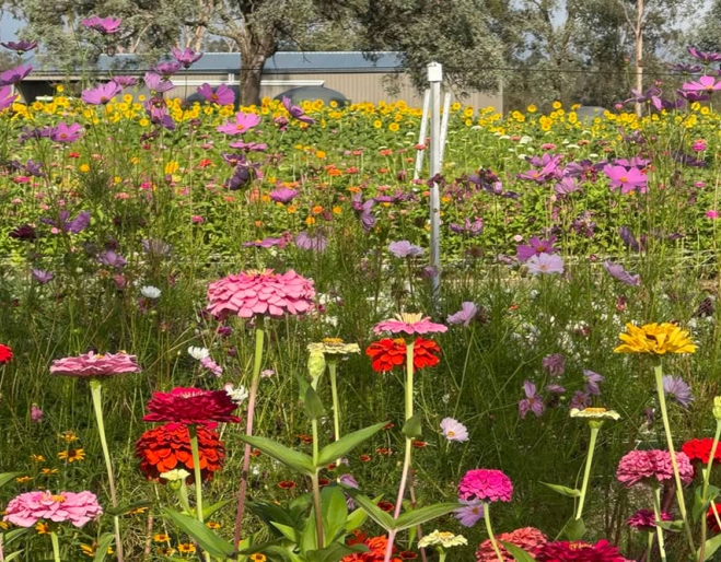 Flower Farm at Karinya in the Valley