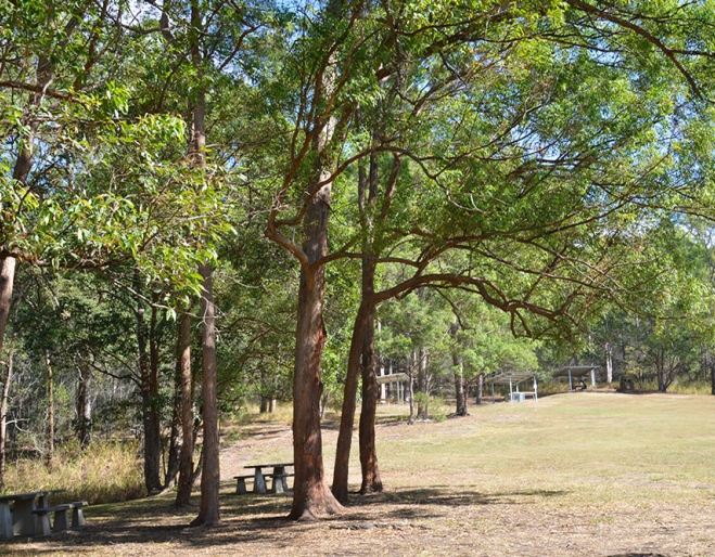 Hoop Pine Picnic Area, Mt Coot-tha