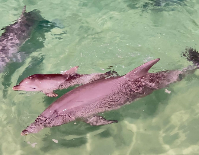 New dolphin Tangalooma