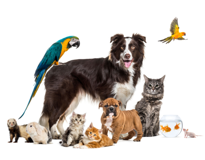 Pooch & Paws Pet Market, Mt Gravatt Showgrounds