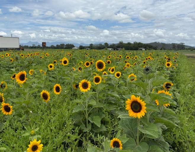 Field of sunflowers at Kalbar