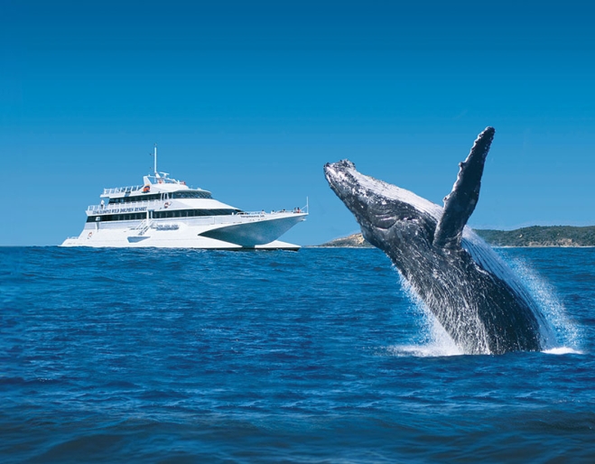 Whale breaching near boat