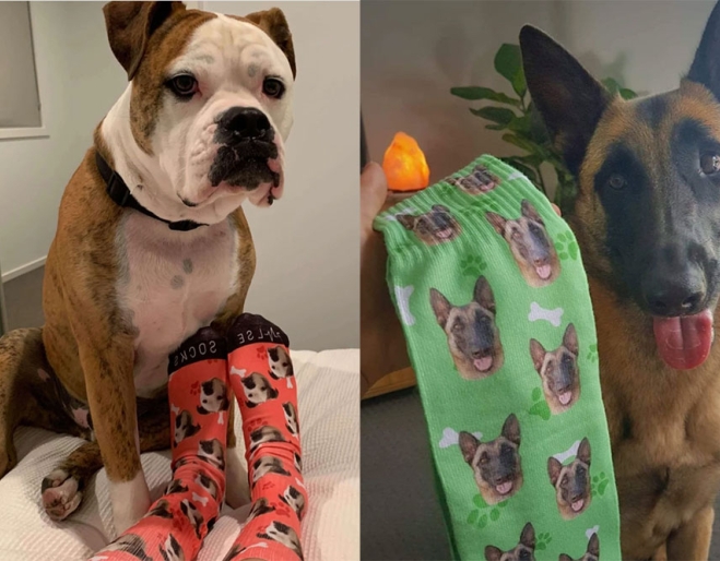 Dogs On Socks | Must Do Brisbane