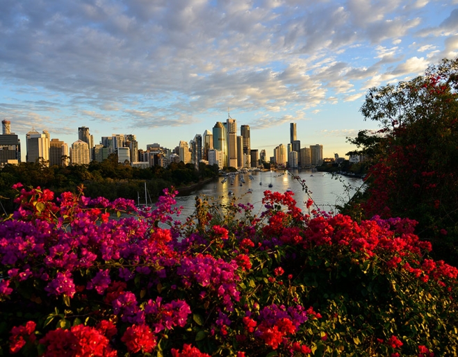 View of Brisbane City behind Bouganinvillea at Kangaroo Point