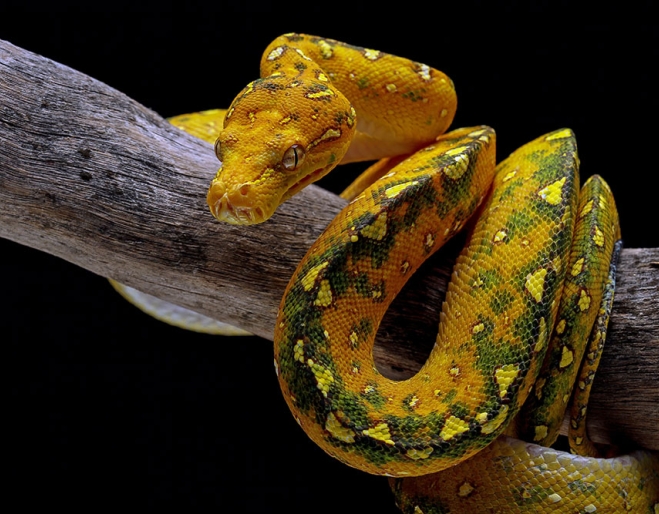 Image showcasing Queensland Reptile Exhibition Brisbane Showgrounds | Must Do Brisbane
