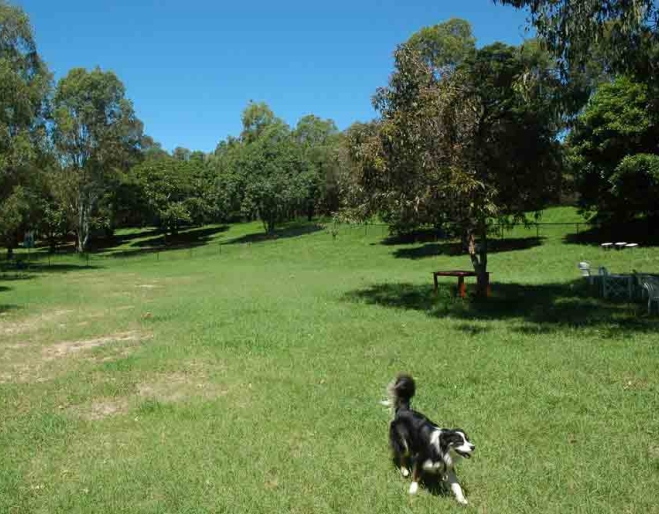 Dog running in Grange Forest Park Dog Off-Leash Area