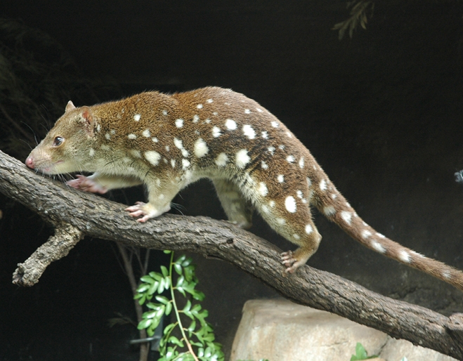 Ipswich Nature Centre