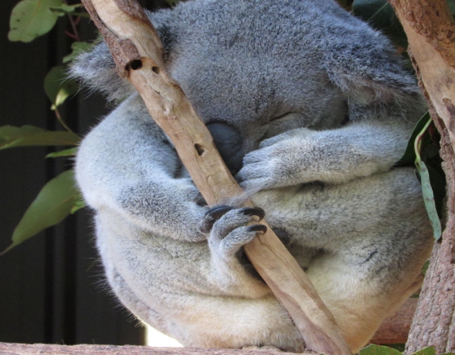 Lone Pine Koala Sanctuary Must Do Brisbane