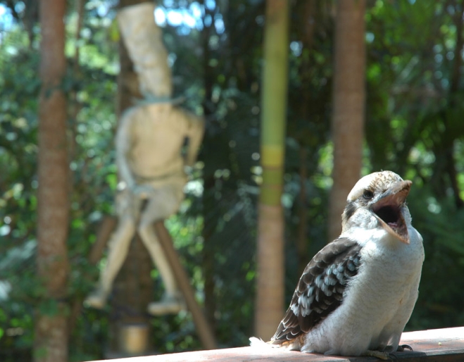 Kookaburra sitting on deck outside Maiala Teahouse Restaurant in Mt Glorious
