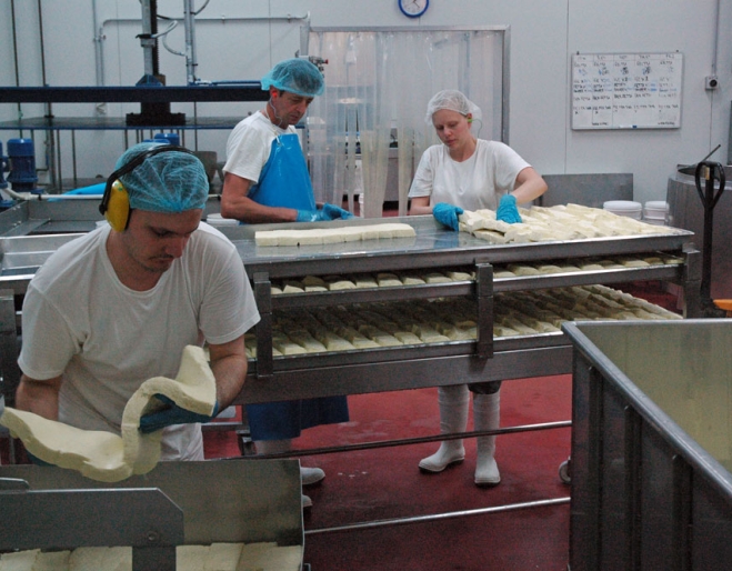Workers inside cheese factory handling cheese.