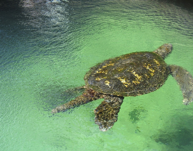 Reefworld Aquarium Hervey Bay