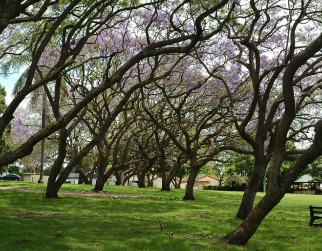 Row of jacaranda trees in TC Beirne Park Hendra