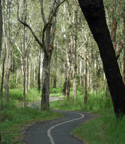 Boondall Wetlands paperbark forest and cycle path