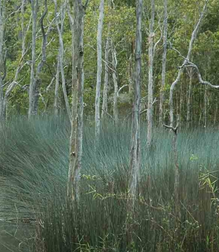 long grass, lagoon and paper bark trees in Karawatha Forest in Stretton