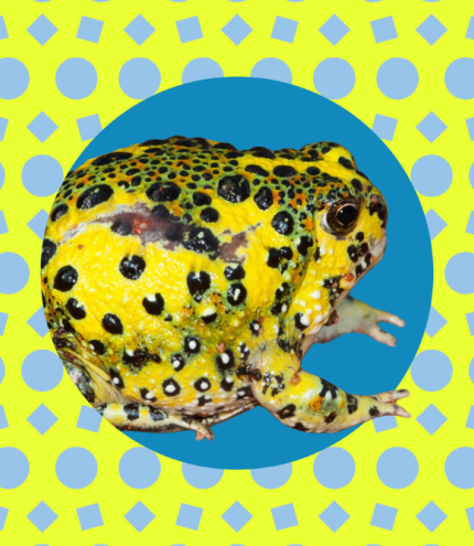 Science Night - Amphibians with Dr Ian Brennan