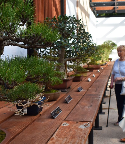 Bonsai House, Mt Coot-tha Botanic Gardens, Brisbane, Japanese plants, Len Webber, Brisbane City Council, Toowong, gardeners, plant lovers, cherry blossoms