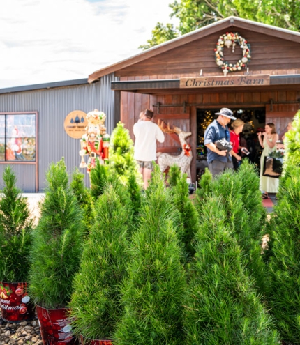 Christmas trees at Chrissy Trees 4 U