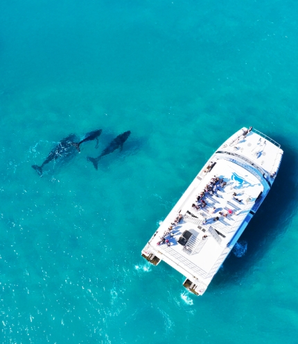 Whale Watching Tangalooma Island Resort