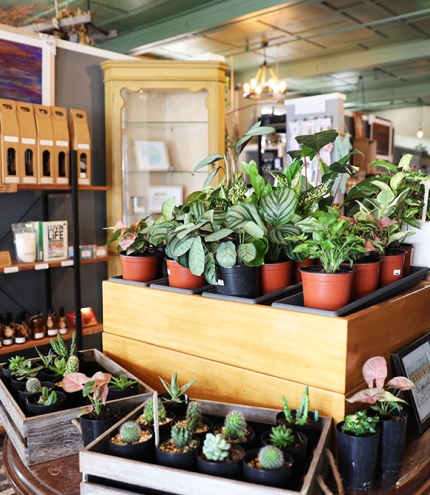 Embers & Twine, Top of Town, Ipswich, Queensland, handmade gifts, plants, homewares, candles, vintage clothing, retro 