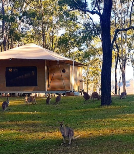 Tent at Ketchup's Bank Glamping Cannon Creek