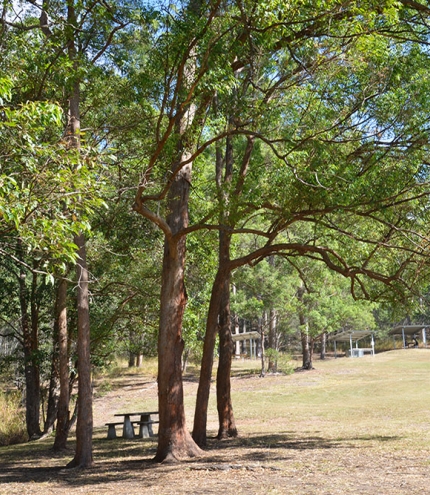 Hoop Pine Picnic Area, Mt Coot-tha