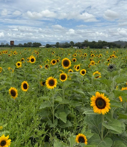 Field of sunflowers at Kalbar