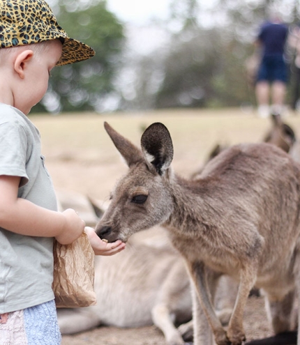 Child feeding kangaroos at Lone Pine Koala Sanctuary 
