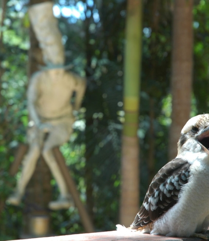 Kookaburra sitting on deck outside Maiala Teahouse Restaurant in Mt Glorious