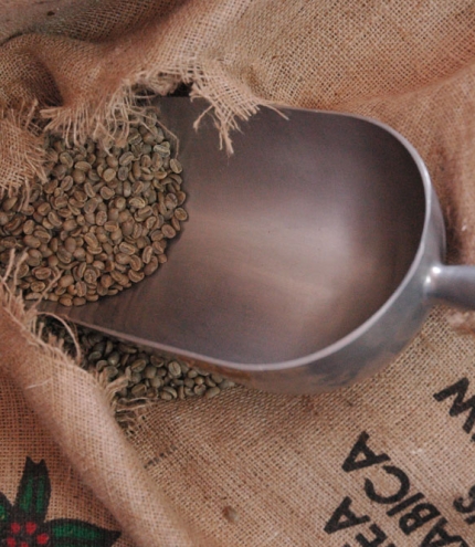 Scoop inside bag of unroasted coffee beans.