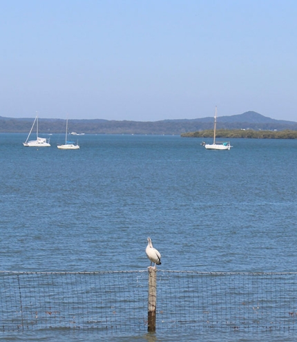 Three pelicans sitting on wooden posts in the water at Redland Bay