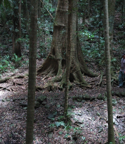 Rainforest Circuit Mt Glorious
